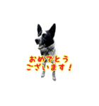 ザ・保護犬 まだらのふぅちゃんスタンプ（個別スタンプ：20）