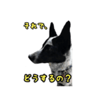 ザ・保護犬 まだらのふぅちゃんスタンプ（個別スタンプ：21）