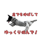 ザ・保護犬 まだらのふぅちゃんスタンプ（個別スタンプ：22）