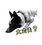 ザ・保護犬 まだらのふぅちゃんスタンプ（個別スタンプ：24）