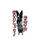ザ・保護犬 まだらのふぅちゃんスタンプ（個別スタンプ：25）