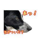 ザ・保護犬 まだらのふぅちゃんスタンプ（個別スタンプ：26）