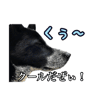 ザ・保護犬 まだらのふぅちゃんスタンプ（個別スタンプ：27）