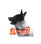 ザ・保護犬 まだらのふぅちゃんスタンプ（個別スタンプ：31）