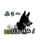 ザ・保護犬 まだらのふぅちゃんスタンプ（個別スタンプ：32）