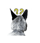 ザ・保護犬 まだらのふぅちゃんスタンプ（個別スタンプ：33）