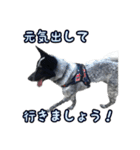 ザ・保護犬 まだらのふぅちゃんスタンプ（個別スタンプ：35）