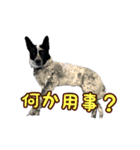 ザ・保護犬 まだらのふぅちゃんスタンプ（個別スタンプ：36）