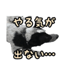 ザ・保護犬 まだらのふぅちゃんスタンプ（個別スタンプ：38）