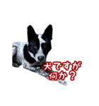 ザ・保護犬 まだらのふぅちゃんスタンプ（個別スタンプ：40）