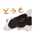 ほほえみフレンズ。牛！ウシ！うし！（個別スタンプ：16）