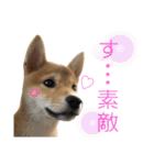 柴犬ふくの日常スタンプ第2弾♪♪（個別スタンプ：1）