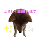 柴犬ふくの日常スタンプ第2弾♪♪（個別スタンプ：2）
