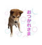 柴犬ふくの日常スタンプ第2弾♪♪（個別スタンプ：3）