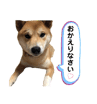 柴犬ふくの日常スタンプ第2弾♪♪（個別スタンプ：4）