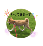 柴犬ふくの日常スタンプ第2弾♪♪（個別スタンプ：5）
