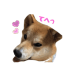 柴犬ふくの日常スタンプ第2弾♪♪（個別スタンプ：6）
