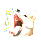 柴犬ふくの日常スタンプ第2弾♪♪（個別スタンプ：7）