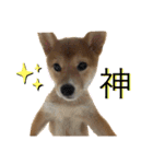 柴犬ふくの日常スタンプ第2弾♪♪（個別スタンプ：8）