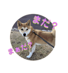 柴犬ふくの日常スタンプ第2弾♪♪（個別スタンプ：9）