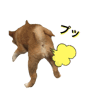 柴犬ふくの日常スタンプ第2弾♪♪（個別スタンプ：10）