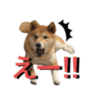 柴犬ふくの日常スタンプ第2弾♪♪（個別スタンプ：11）