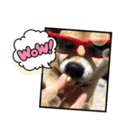 柴犬ふくの日常スタンプ第2弾♪♪（個別スタンプ：12）