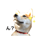 柴犬ふくの日常スタンプ第2弾♪♪（個別スタンプ：13）