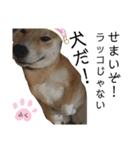 柴犬ふくの日常スタンプ第2弾♪♪（個別スタンプ：14）