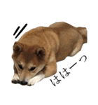 柴犬ふくの日常スタンプ第2弾♪♪（個別スタンプ：15）
