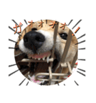 柴犬ふくの日常スタンプ第2弾♪♪（個別スタンプ：16）