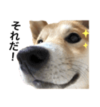 柴犬ふくの日常スタンプ第2弾♪♪（個別スタンプ：18）