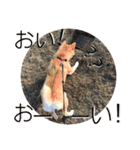 柴犬ふくの日常スタンプ第2弾♪♪（個別スタンプ：19）
