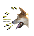柴犬ふくの日常スタンプ第2弾♪♪（個別スタンプ：20）