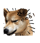 柴犬ふくの日常スタンプ第2弾♪♪（個別スタンプ：21）