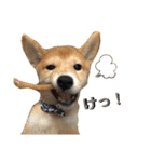 柴犬ふくの日常スタンプ第2弾♪♪（個別スタンプ：23）