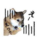 柴犬ふくの日常スタンプ第2弾♪♪（個別スタンプ：24）