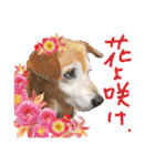 いろんな時に！犬と猫のスタンプ♪（個別スタンプ：1）