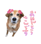 いろんな時に！犬と猫のスタンプ♪（個別スタンプ：2）
