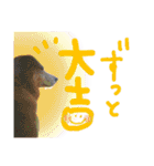 いろんな時に！犬と猫のスタンプ♪（個別スタンプ：3）
