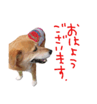 いろんな時に！犬と猫のスタンプ♪（個別スタンプ：5）