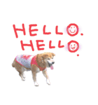 いろんな時に！犬と猫のスタンプ♪（個別スタンプ：6）