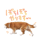 いろんな時に！犬と猫のスタンプ♪（個別スタンプ：7）