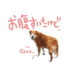 いろんな時に！犬と猫のスタンプ♪（個別スタンプ：9）
