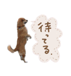 いろんな時に！犬と猫のスタンプ♪（個別スタンプ：11）