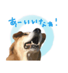 いろんな時に！犬と猫のスタンプ♪（個別スタンプ：13）