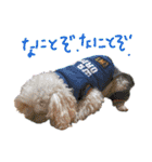 いろんな時に！犬と猫のスタンプ♪（個別スタンプ：15）
