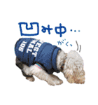 いろんな時に！犬と猫のスタンプ♪（個別スタンプ：16）