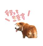 いろんな時に！犬と猫のスタンプ♪（個別スタンプ：17）