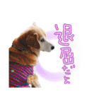 いろんな時に！犬と猫のスタンプ♪（個別スタンプ：19）